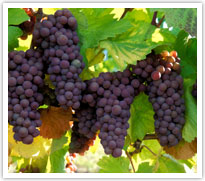 Grapes