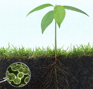 SoilMicrobes.jpg