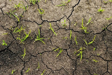 Many of today's soils have been degraded by over-farming and the use of inorganic fertilizers.